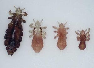 4 head lice bugs from nymph to adult